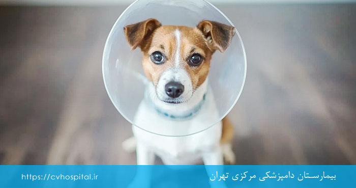 مراقبت از سگ پس از عمل عقیم سازی