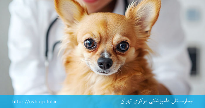 تعریف عقیم کردن سگ