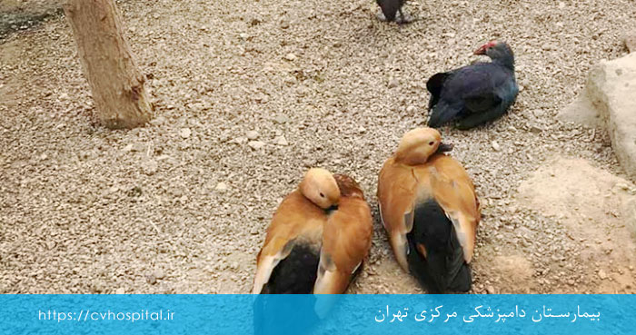 تاثیر صدای انفجار روی پرندگان آزاد
