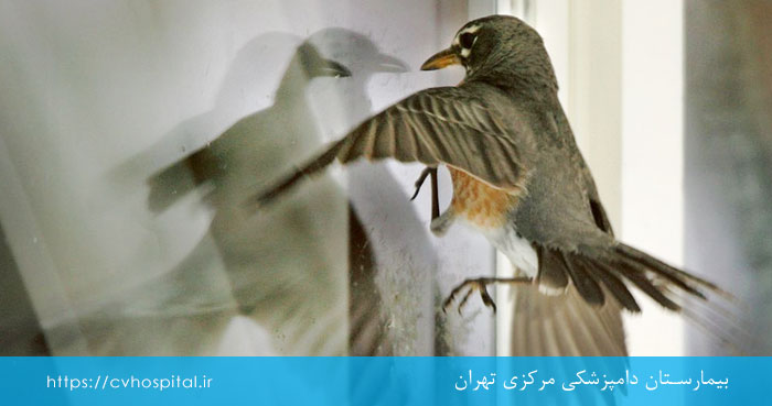 وحشت پرندگان از صداهای ناآشنا