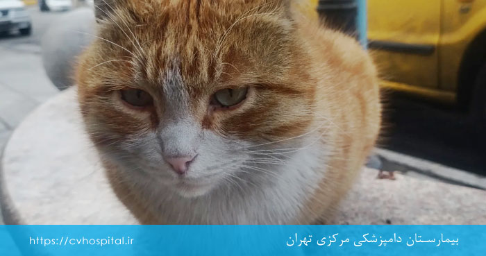 ترس گربه از صداهای بلند بیرون