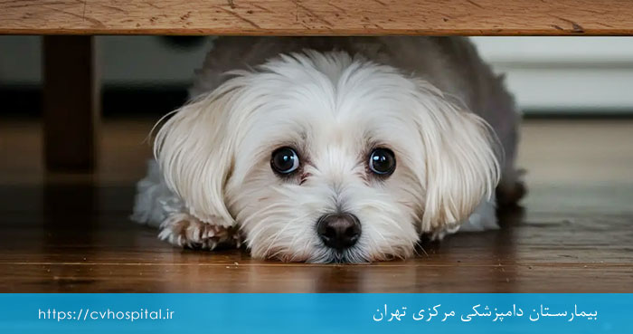 ارام کردن حیوانات ترسیده از صداهای بلند انفجار