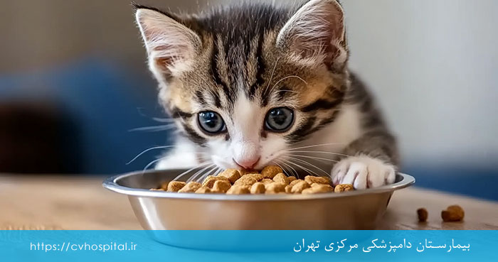 دوران نقاهت پس از عقیم کردن گربه ها