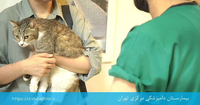 مراجعه به بیمارستان دامپزشکی مرکزی