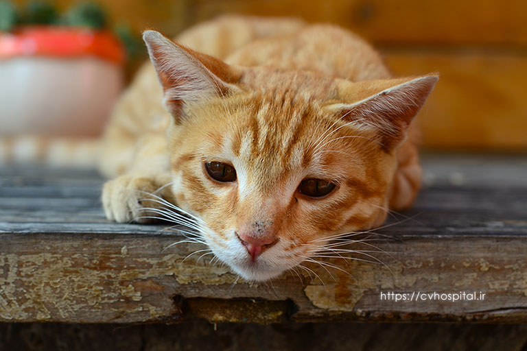 استفراغ گربه