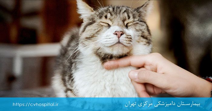 مراقبت از حیوانات در پیری 