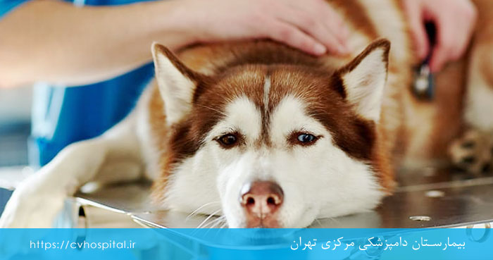 سگ مبتلا به هپاتیت عفونی