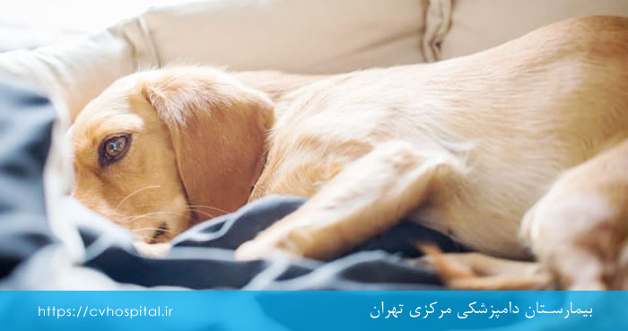 علل هپاتیت گرفتن سگ