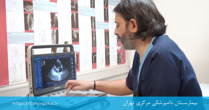 وضعیت سلامتی سگ ها و گربه های پیر