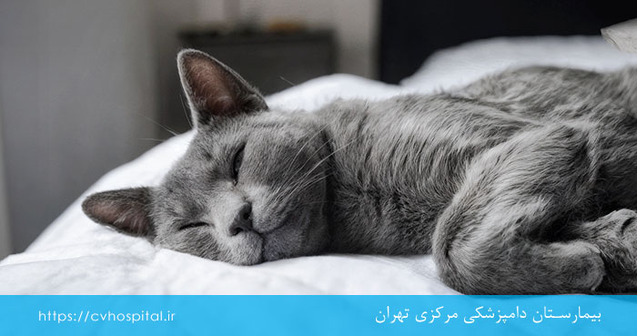 مراقبت از گربه برای درمان استفراغ