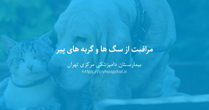 مراقبت از سگ و گربه های پیر
