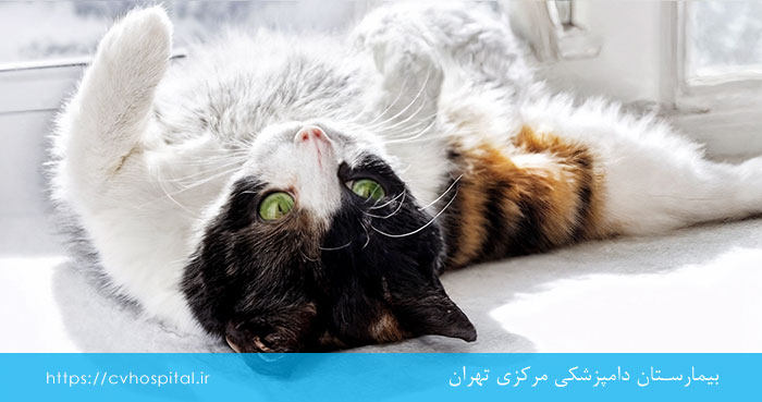 علائم فتق حیوان