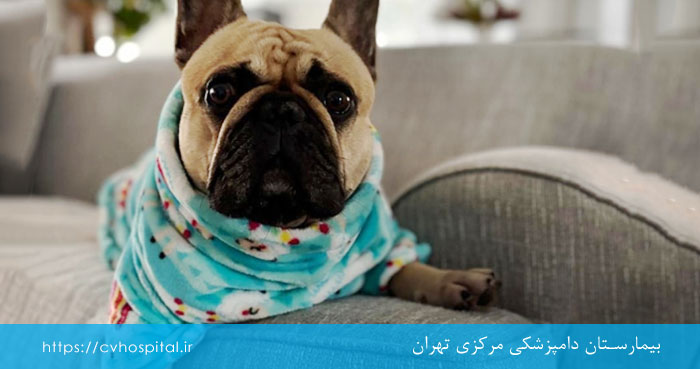 پیشگیری از هپاتیت سگ