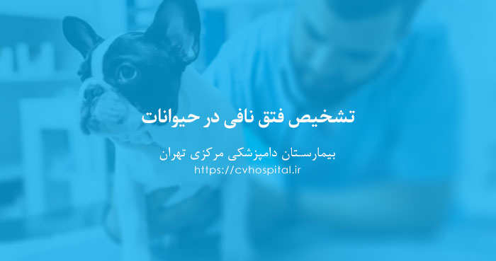 تشخیص فتق نافی حیوان
