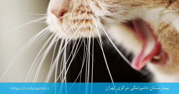 انواع استفراغ در گربه