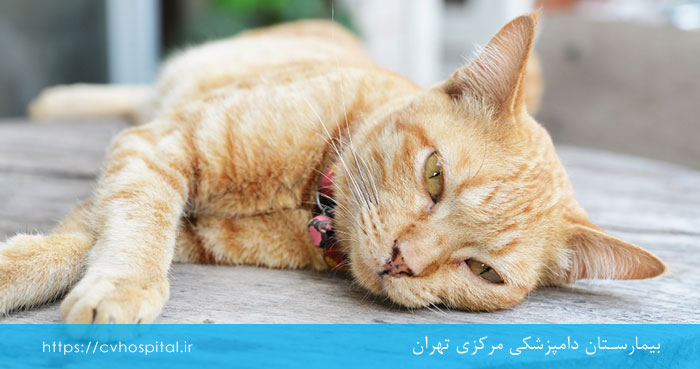 بی حال شدن گربه در اثر استفراغ