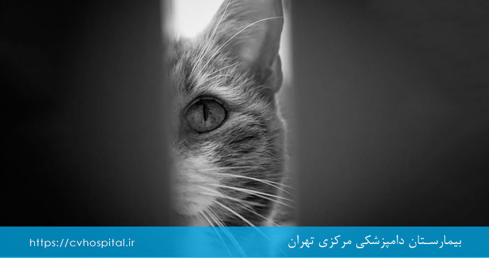 پیری در حیوانات