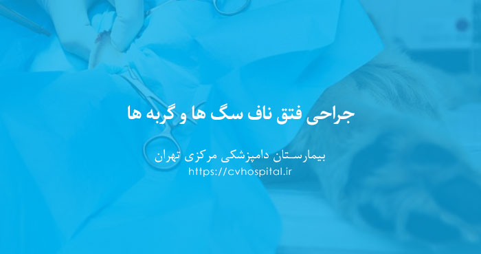 جراحی فتق ناف سگ و گربه