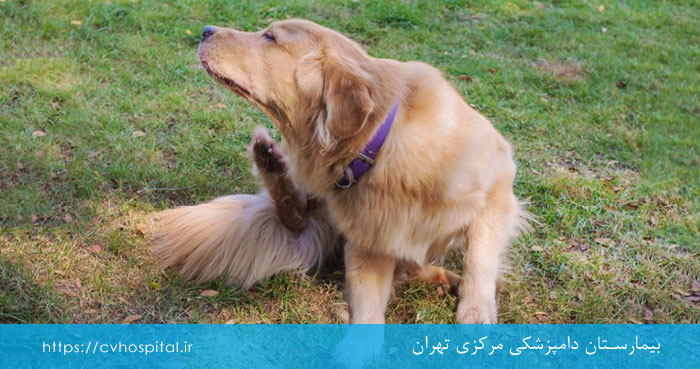 درمان هپاتیت عفونی سگ ها