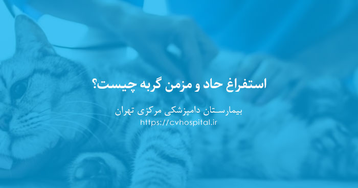 استفراغ حاد و مزمن در گربه