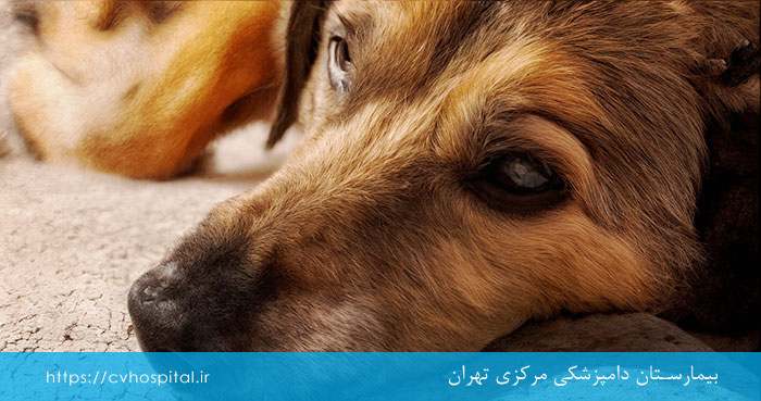 پیری سگ ها