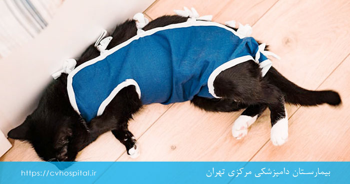 درمان فتق ناف حیوانات