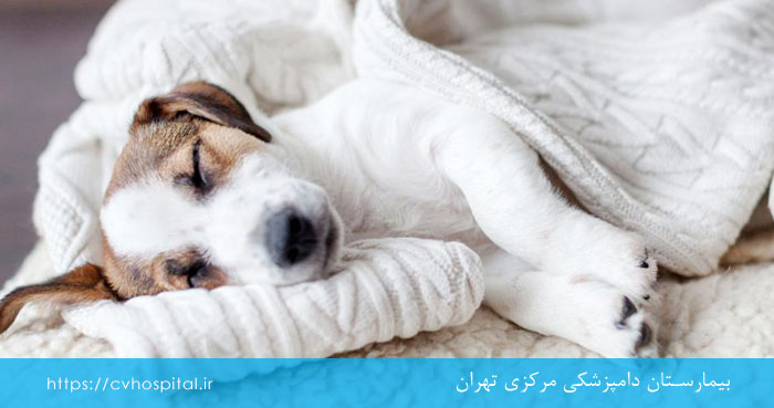 تشخیص هپاتیت عفونی سگ