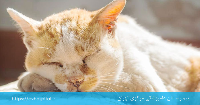 تغییرات گربه با شروع پیری