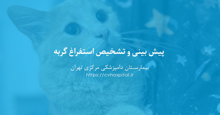 پیش بینی استفراغ گربه