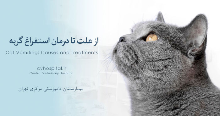 استفراغ کرن گربه