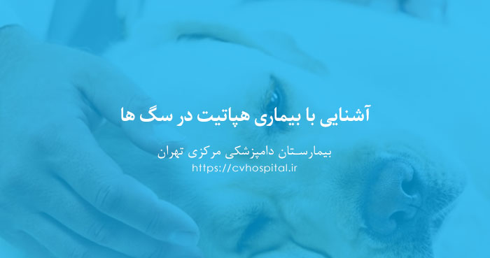 هپاتیت عفونی سگ چیست