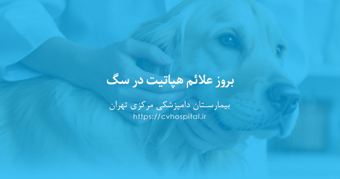 علائم هپاتیت سگ