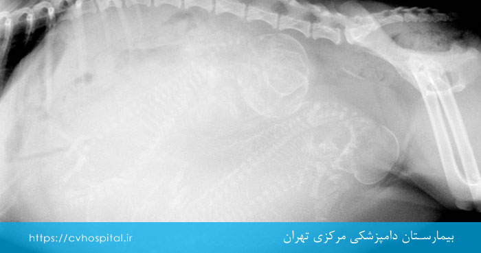 سونوگرافی شکم حیوان باردار