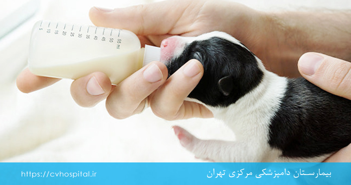 how long do puppies need milk