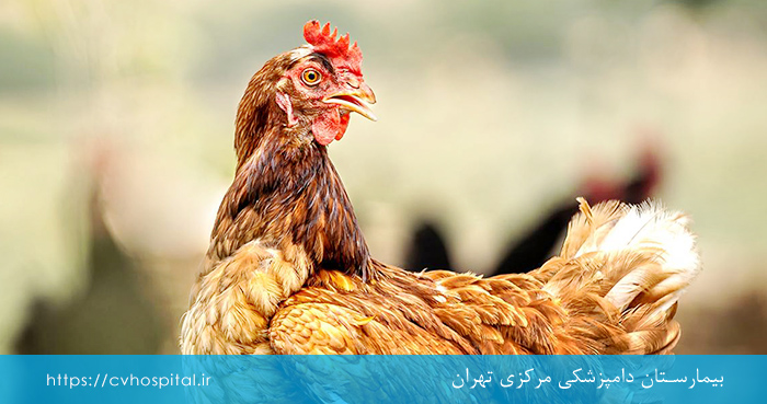 بیماری نیوکاسل پرندگان