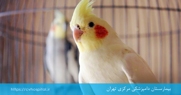 اسهال گرفتن پرنده