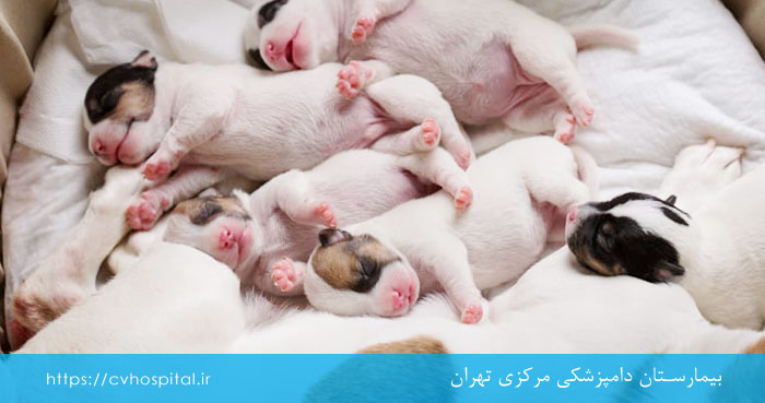 به دنیا آمدن توله ها با سزارین