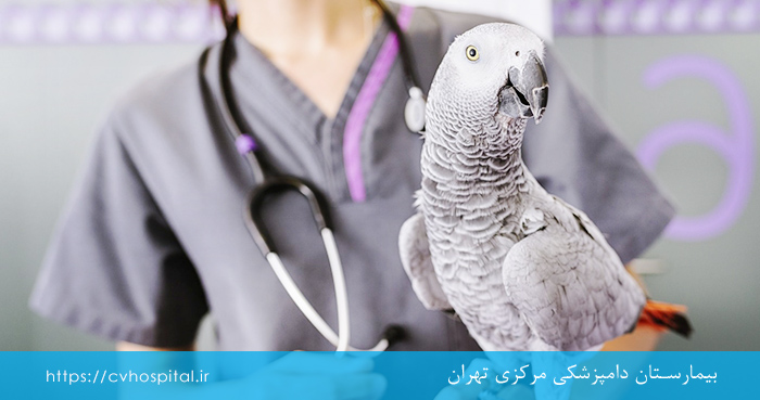 پاچکو در طوطی ها