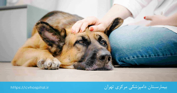 فتق پرینه در سگ