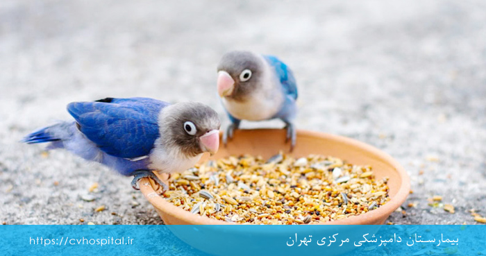 علائم بیماری پاچکو