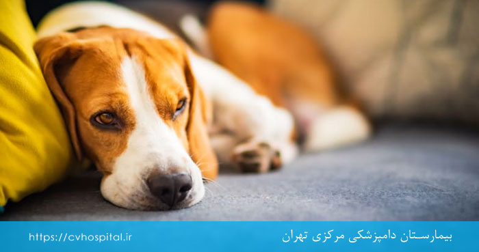 انگل کرم قلب سگ