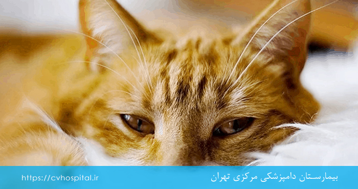 عفونت ویروس هرپس گربه