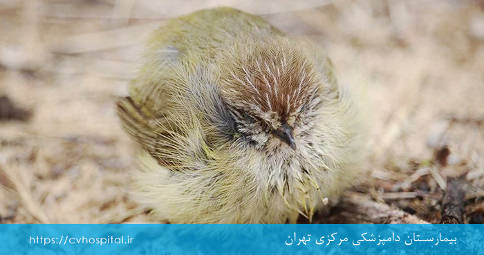 مدت زمان بیماری نیوکاسل