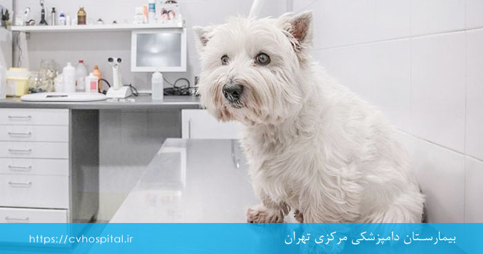 معاینه سگ مبتلا به فتق پرینه