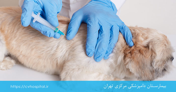 چگونه از کرم گرفتن قلب سگ پیشگیری کنیم