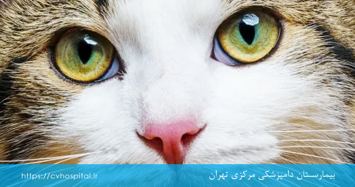 چگونه گربه مبتلا به هرپس را درمان کنیم؟