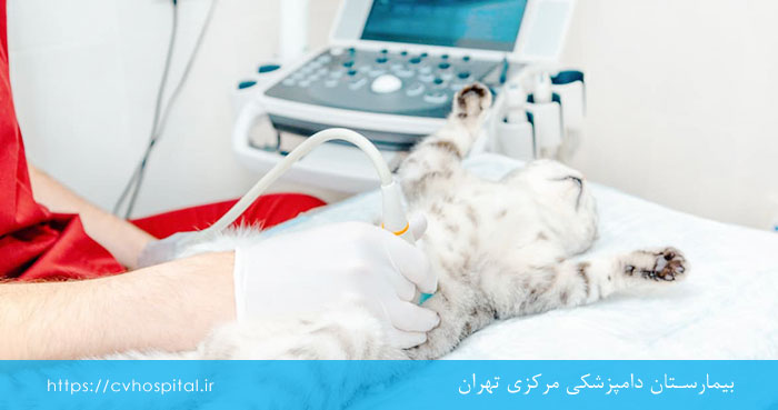 سونوگرافی حیوانات