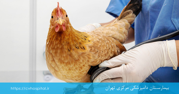 تشخیص بیماری نیوکاسل