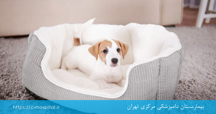 درمان فتق پرینه سگ
