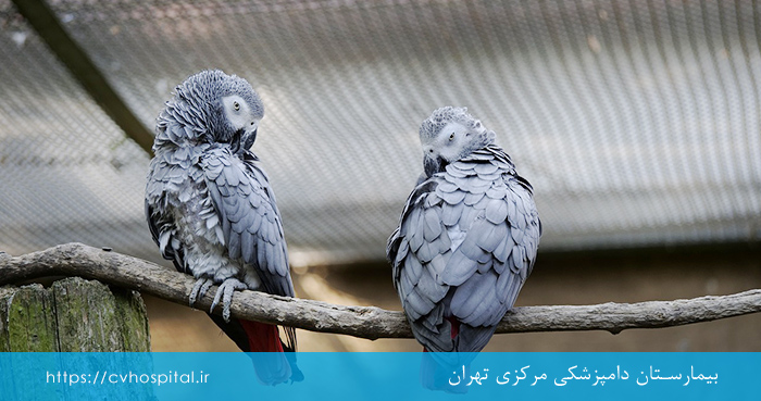 پرنده مبتلا به پاچکو